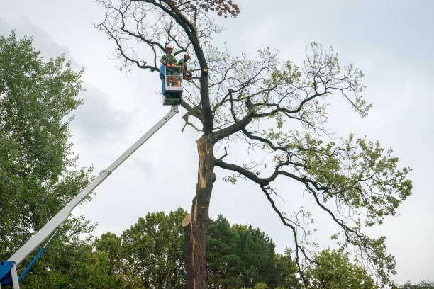 Reliable Laurel Hill, NC  Tree Services Solutions