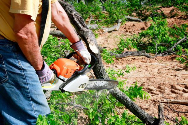 Tree and Shrub Care in Laurel Hill, NC